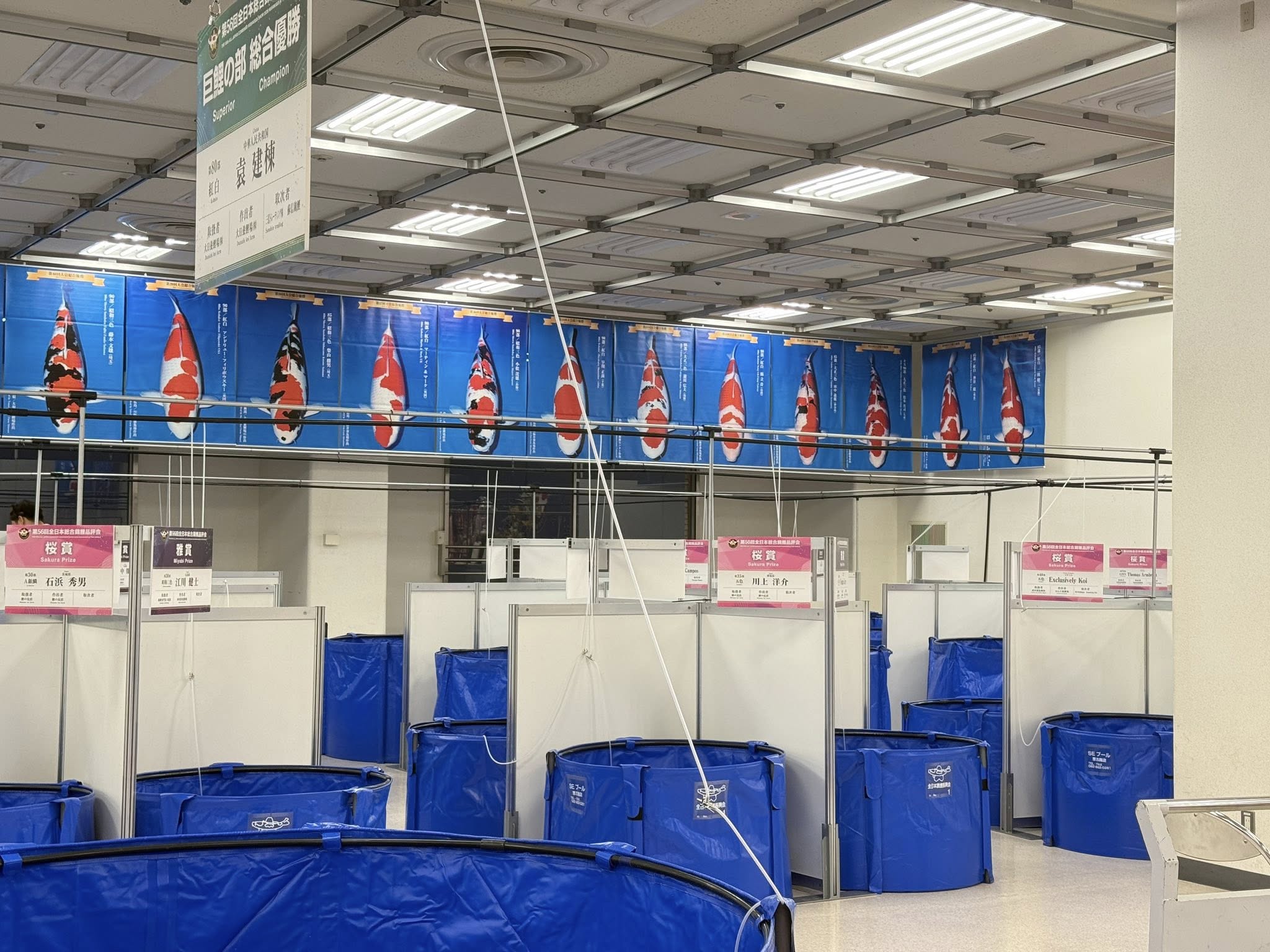 56th All Japan Combined Nishikigoi Show 2026 — 4